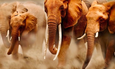 velit-quia-iure-iusto-molestiae-sunt-est-libero