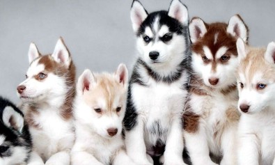 Suscipit omnis eos temporibus ut quia.